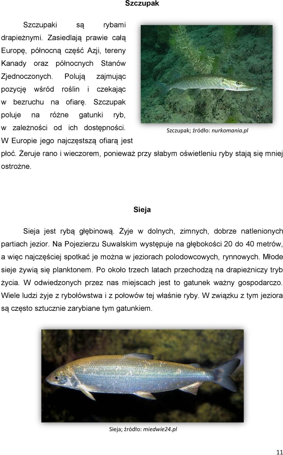 W Europie jego najczęstszą ofiarą jest Szczupak; źródło: nurkomania.pl płoć. Żeruje rano i wieczorem, ponieważ przy słabym oświetleniu ryby stają się mniej ostrożne. Sieja Sieja jest rybą głębinową.