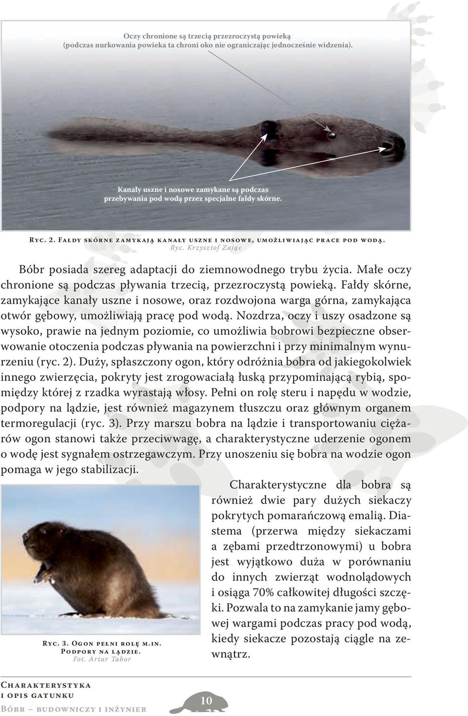 Małe oczy chronione są podczas pływania trzecią, przezroczystą powieką.