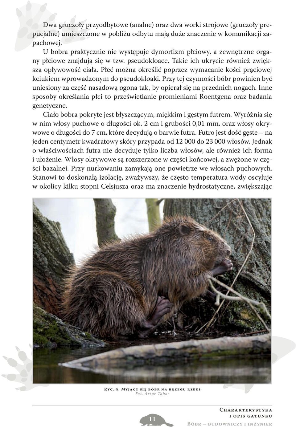 Płeć można określić poprzez wymacanie kości prąciowej kciukiem wprowadzonym do pseudokloaki.