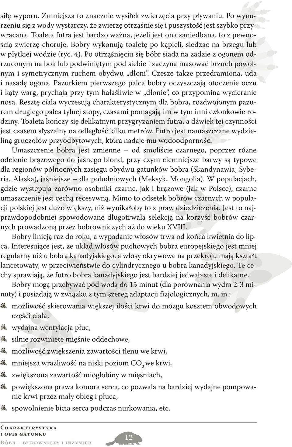 Po otrząśnięciu się bóbr siada na zadzie z ogonem odrzuconym na bok lub podwiniętym pod siebie i zaczyna masować brzuch powolnym i symetrycznym ruchem obydwu dłoni.