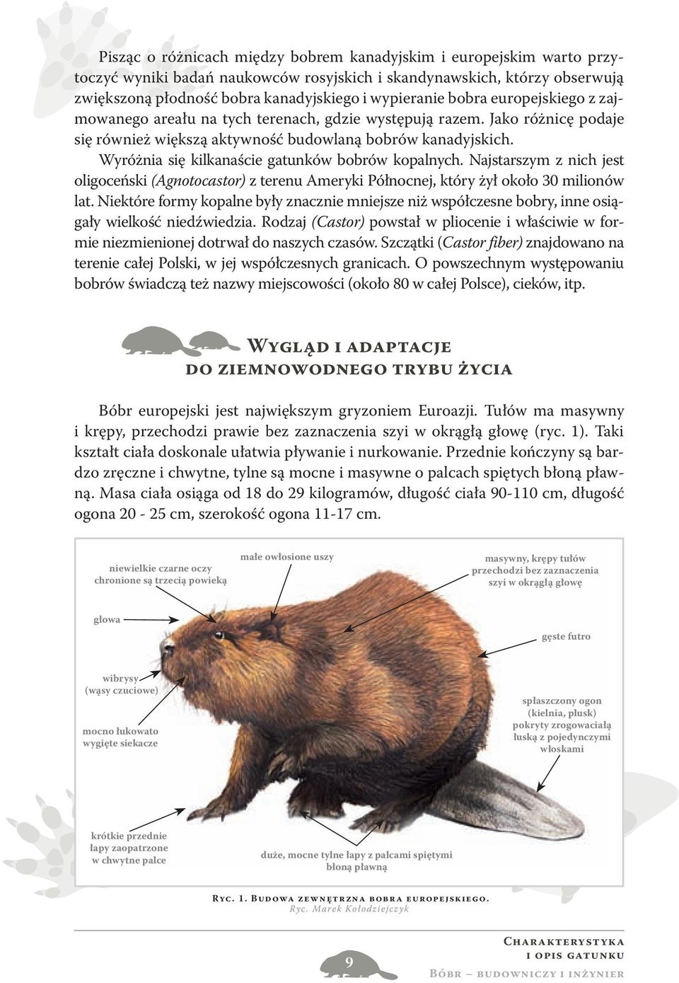 Wyróżnia się kilkanaście gatunków bobrów kopalnych. Najstarszym z nich jest oligoceński (Agnotocastor) z terenu Ameryki Północnej, który żył około 30 milionów lat.
