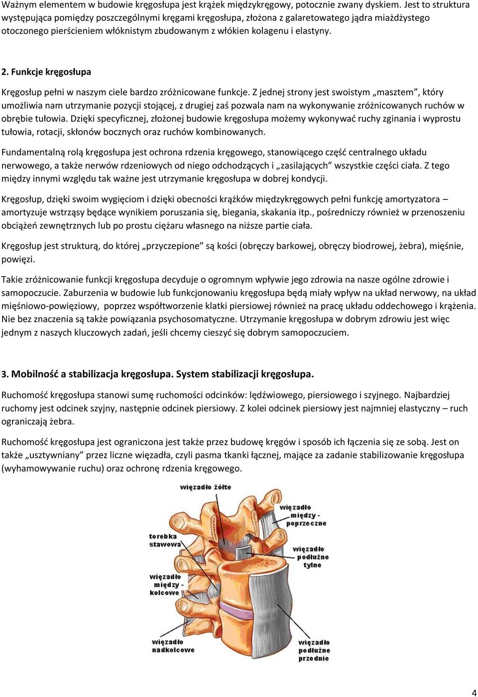 Funkcje kręgosłupa Kręgosłup pełni w naszym ciele bardzo zróżnicowane funkcje.