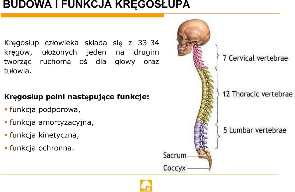 głowy oraz tułowia.