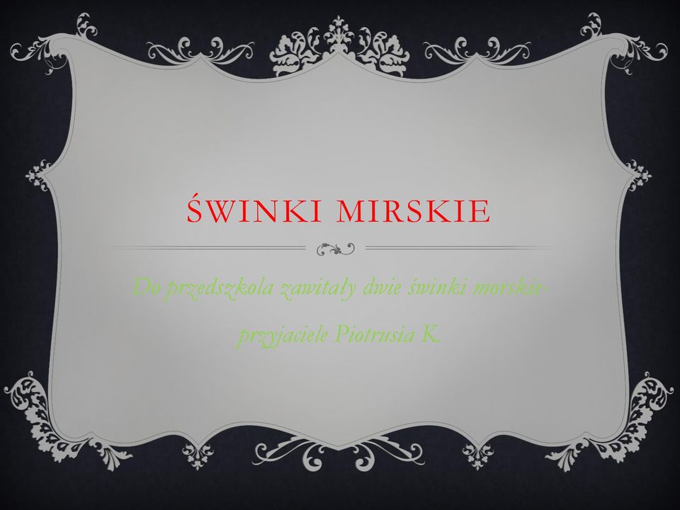 dwie świnki morskie-