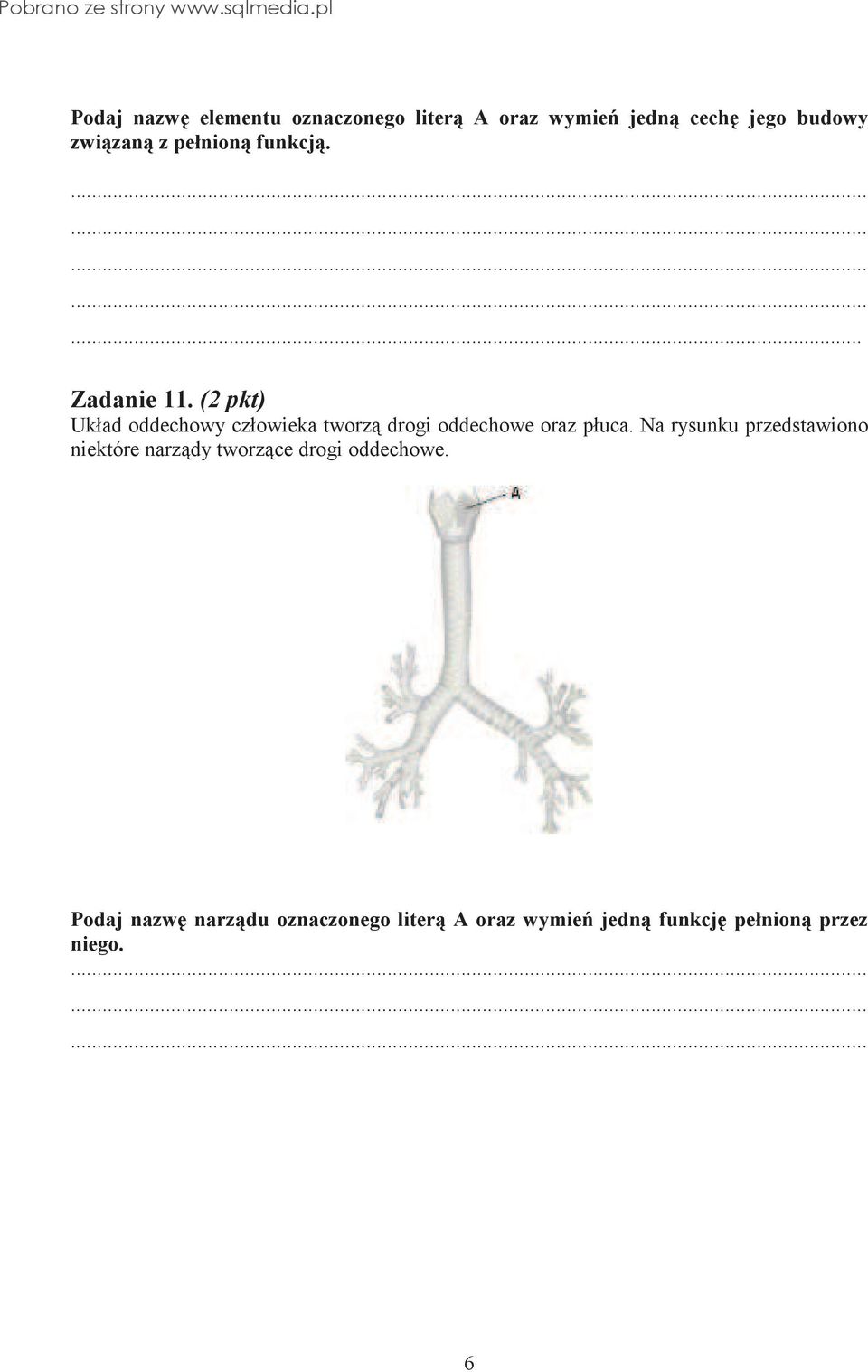 (2 pkt) Układ oddechowy człowieka tworz drogi oddechowe oraz płuca.