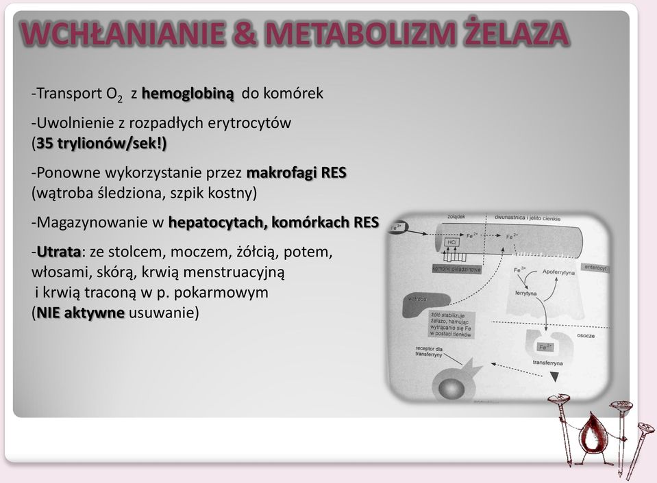 ) -Ponowne wykorzystanie przez makrofagi RES (wątroba śledziona, szpik kostny) -Magazynowanie w