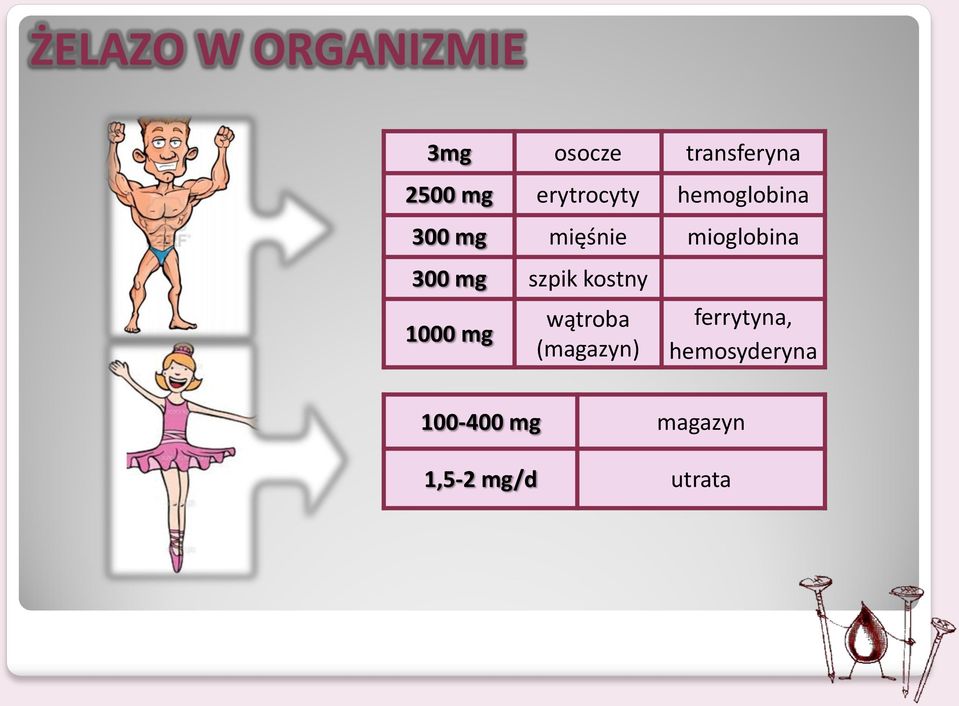 300 mg szpik kostny 1000 mg wątroba (magazyn)