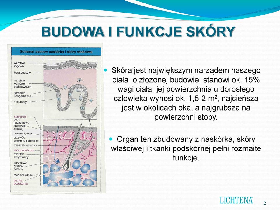 15% wagi ciała, jej powierzchnia u dorosłego człowieka wynosi ok.