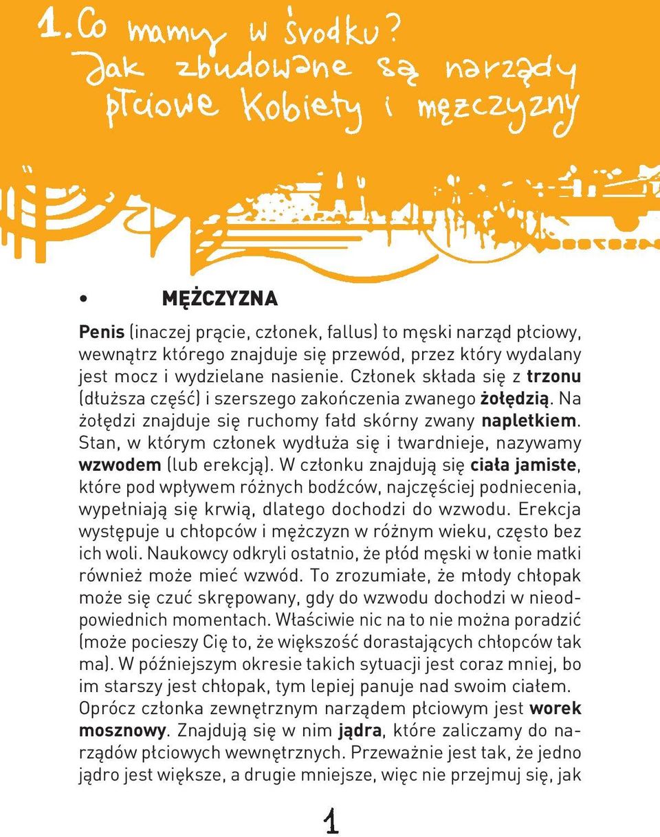 Stan, w którym członek wydłuża się i twardnieje, nazywamy wzwodem (lub erekcją).