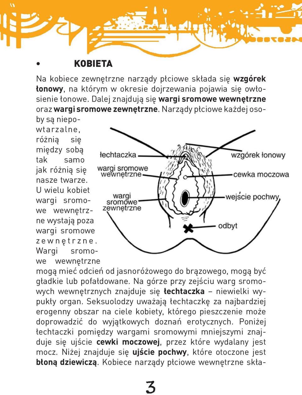 U wielu kobiet wargi sromowe wewnętrzne wystają poza wargi sromowe zewnętrzne. Wargi sromowe wewnętrzne mogą mieć odcień od jasnoróżowego do brązowego, mogą być gładkie lub pofałdowane.