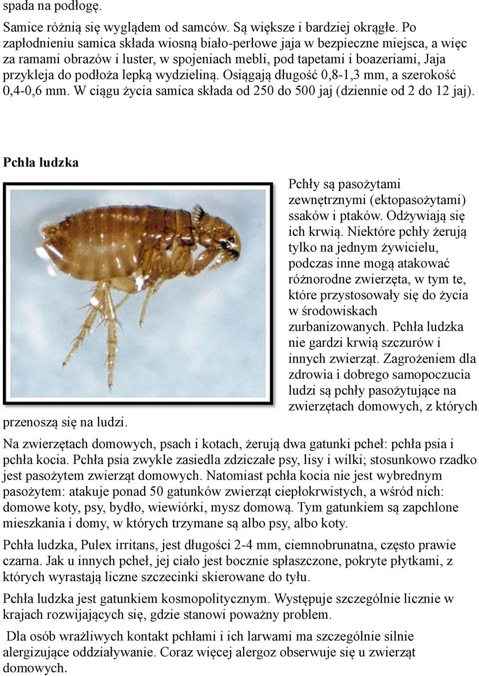 wydzieliną. Osiągają długość 0,8-1,3 mm, a szerokość 0,4-0,6 mm. W ciągu życia samica składa od 250 do 500 jaj (dziennie od 2 do 12 jaj). Pchła ludzka przenoszą się na ludzi.