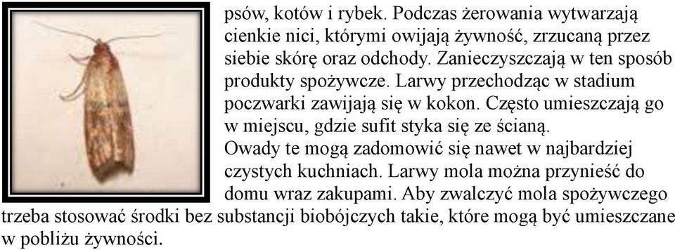 Często umieszczają go w miejscu, gdzie sufit styka się ze ścianą. Owady te mogą zadomowić się nawet w najbardziej czystych kuchniach.