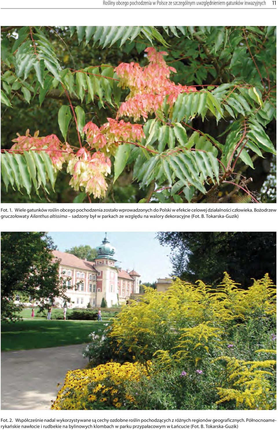 Bożodrzew gruczołowaty Ailanthus altissima sadzony był w parkach ze względu na walory dekoracyjne (Fot. B. Tokarska-Guzik) Fot. 2.