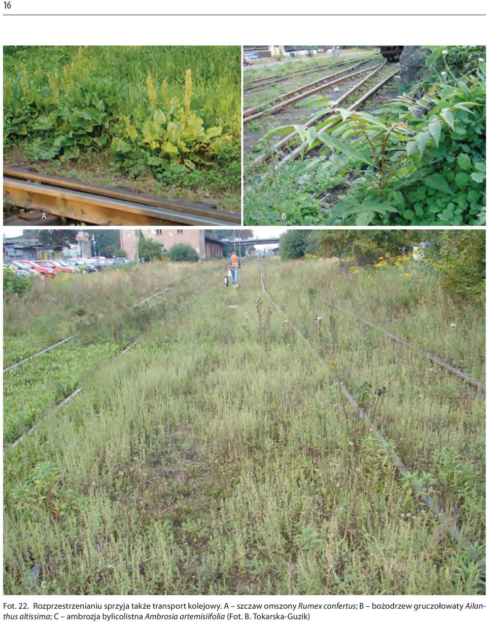 A szczaw omszony Rumex confertus; B bożodrzew