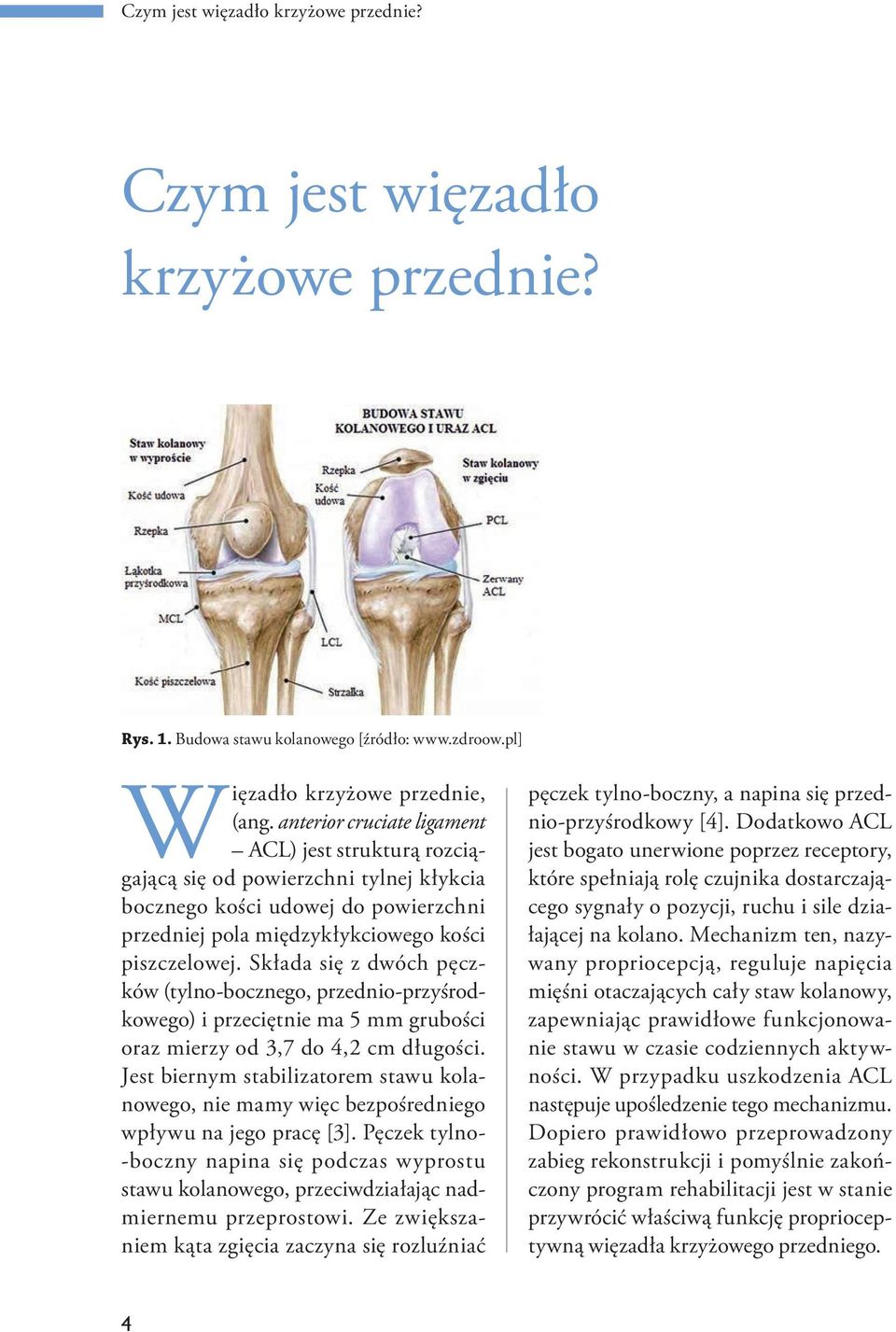 Składa się z dwóch pęczków (tylno-bocznego, przednio-przyśrodkowego) i przeciętnie ma 5 mm grubości oraz mierzy od 3,7 do 4,2 cm długości.