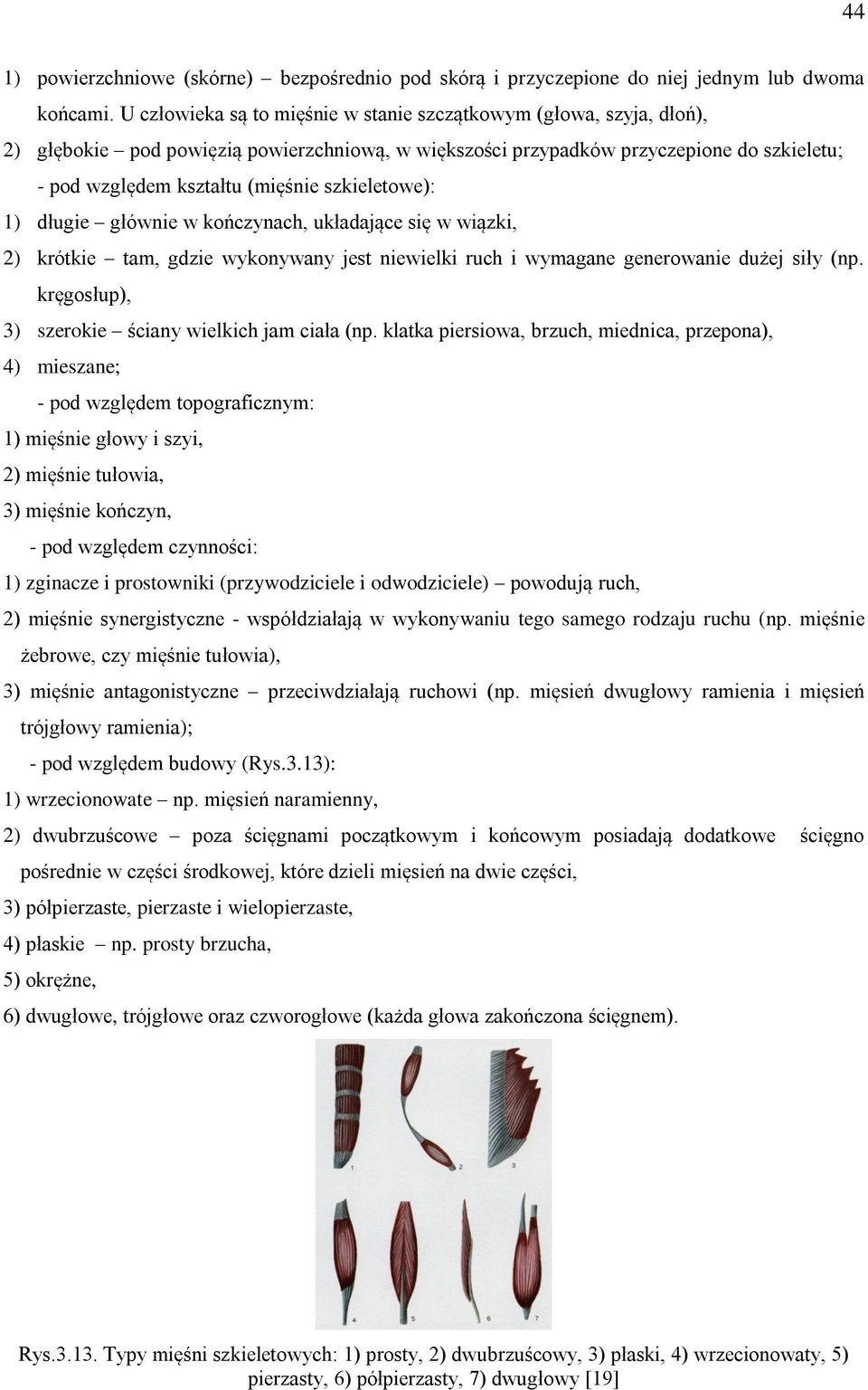 szkieletowe): 1) długie głównie w kończynach, układające się w wiązki, 2) krótkie tam, gdzie wykonywany jest niewielki ruch i wymagane generowanie dużej siły (np.