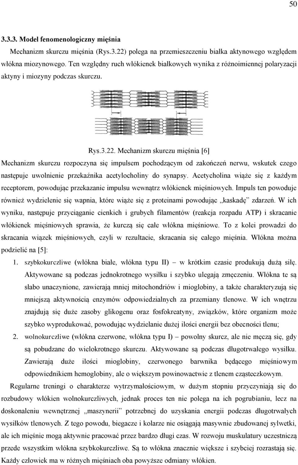 Mechanizm skurczu mięśnia [6] Mechanizm skurczu rozpoczyna się impulsem pochodzącym od zakończeń nerwu, wskutek czego następuje uwolnienie przekaźnika acetylocholiny do synapsy.