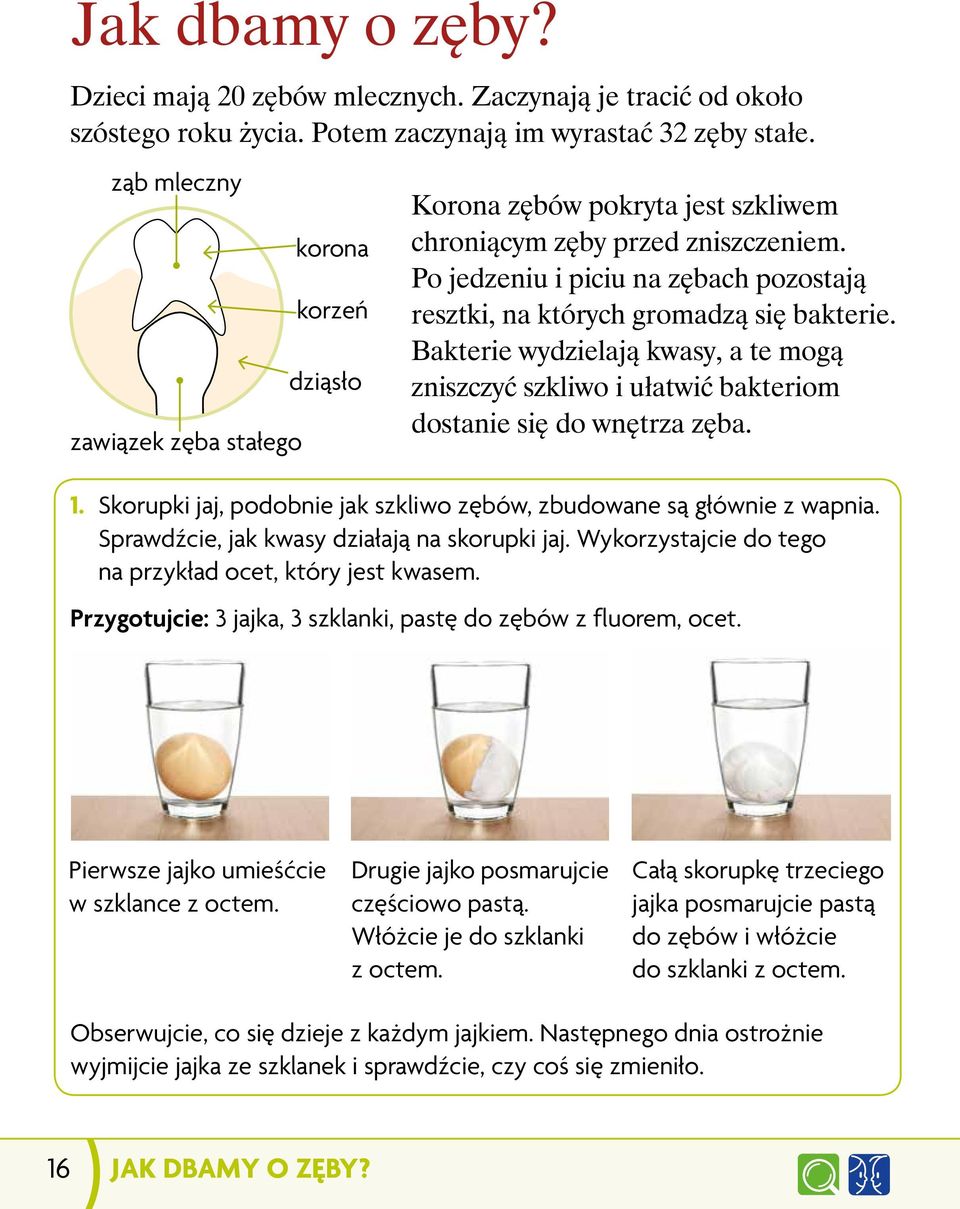 Po jedzeniu i piciu na zębach pozostają resztki, na których gromadzą się bakterie. Bakterie wydzielają kwasy, a te mogą zniszczyć szkliwo i ułatwić bakteriom dostanie się do wnętrza zęba. 1.