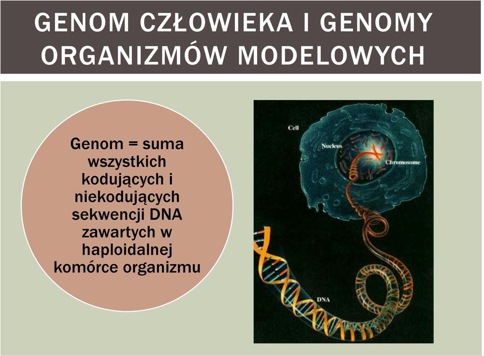 kodujących i niekodujących sekwencji