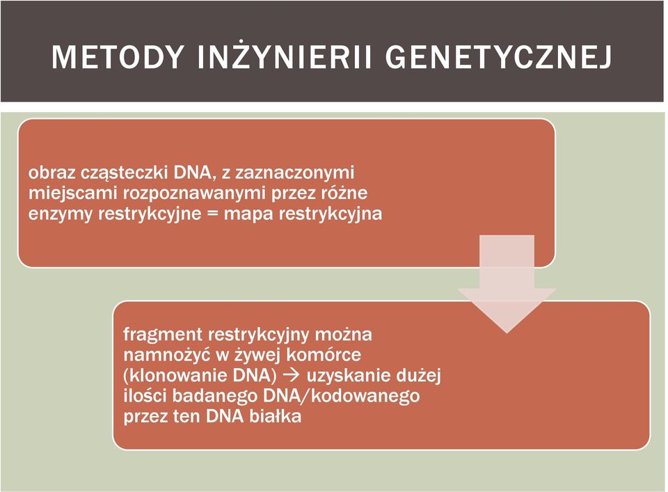 restrykcyjna fragment restrykcyjny można namnożyć w żywej komórce