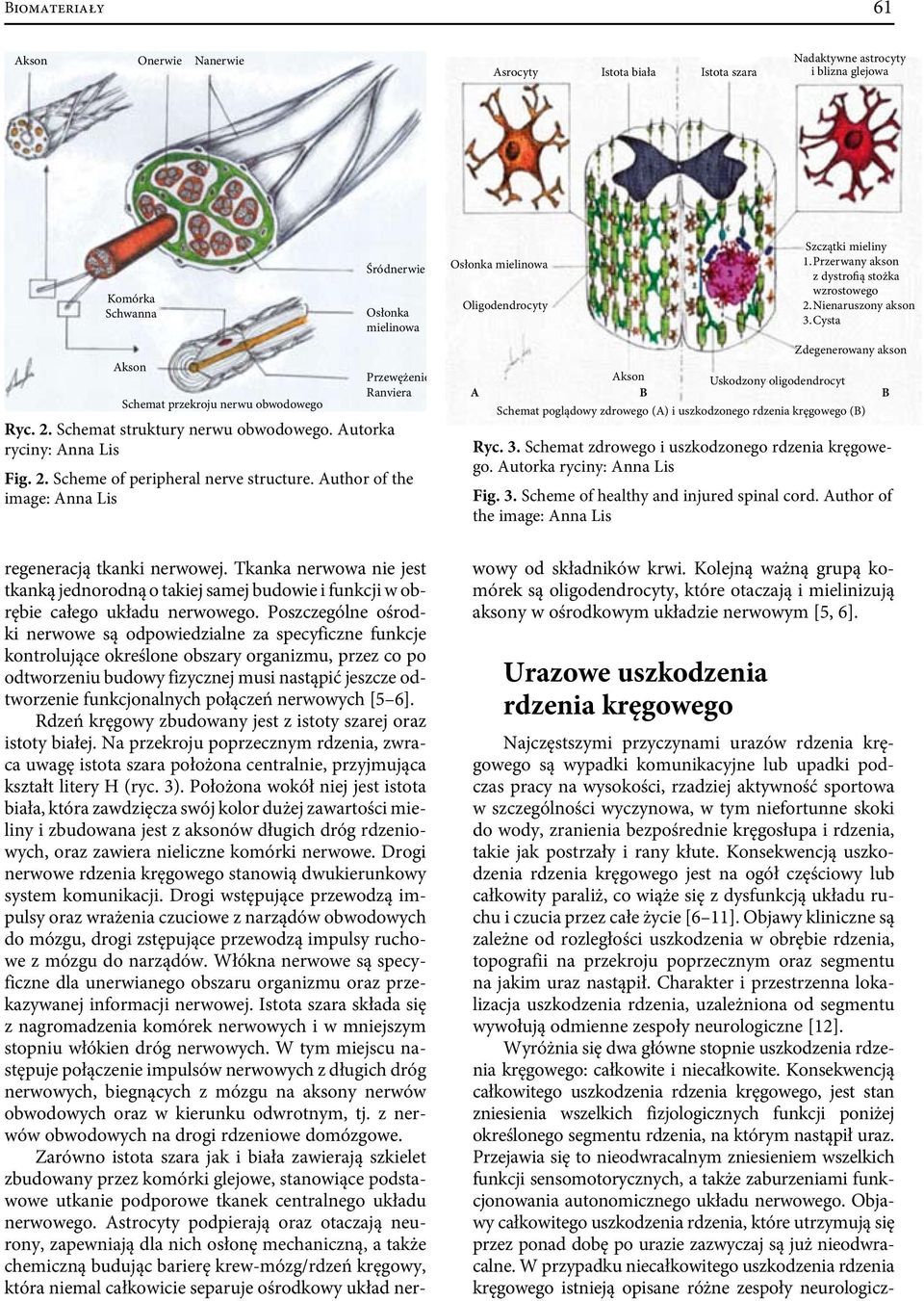 Author of the image: Anna Lis Osłonka mielinowa Oligodendrocyty A Szczątki mieliny 1. Przerwany akson z dystrofią stożka wzrostowego 2. Nienaruszony akson 3.