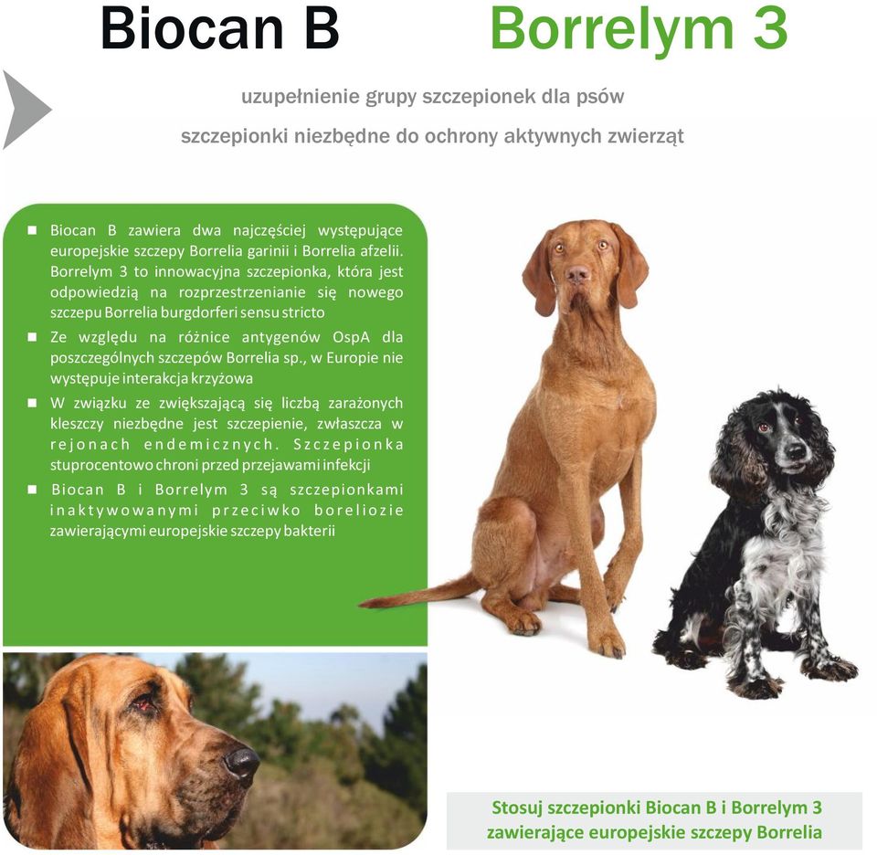 Borrelym 3 to innowacyjna szczepionka, która jest odpowiedzią na rozprzestrzenianie się nowego szczepu Borrelia burgdorferi sensu stricto Ze względu na różnice antygenów OspA dla poszczególnych