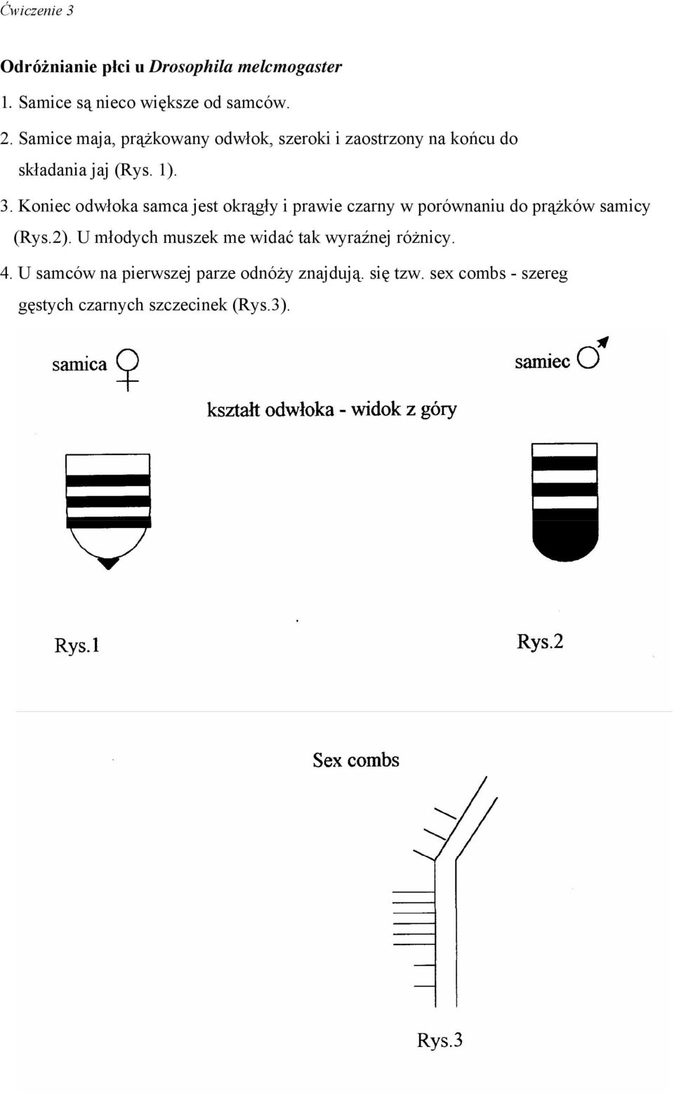 Koniec odwłoka samca jest okrągły i prawie czarny w porównaniu do prążków samicy (Rys.2).