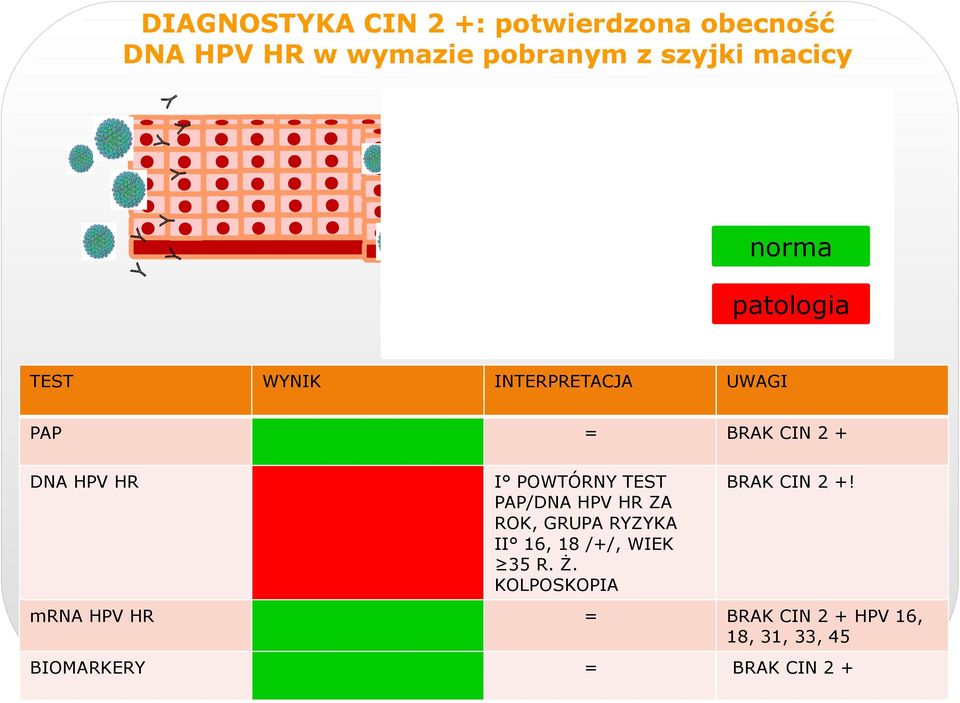 TEST PAP/DNA HPV HR ZA ROK, GRUPA RYZYKA II 16, 18 /+/, WIEK 35 R. Ż.