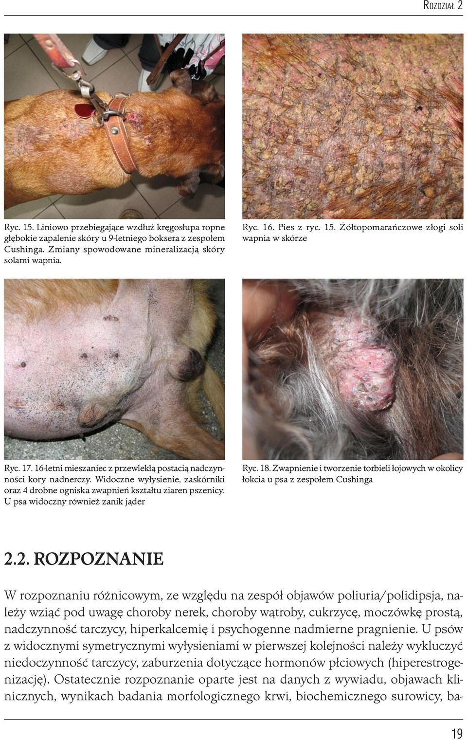 U psa widoczny również zanik jąder Ryc. 18. Zwapnienie i tworzenie torbieli łojowych w okolicy łokcia u psa z zespołem Cushinga 2.