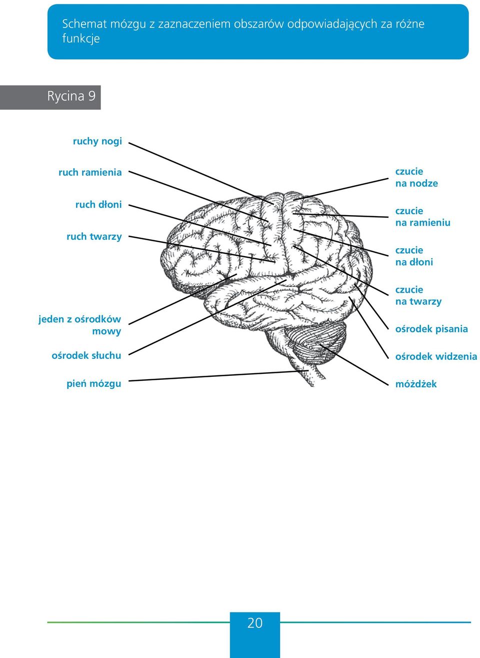 ośrodków mowy ośrodek słuchu pień mózgu czucie na nodze czucie na
