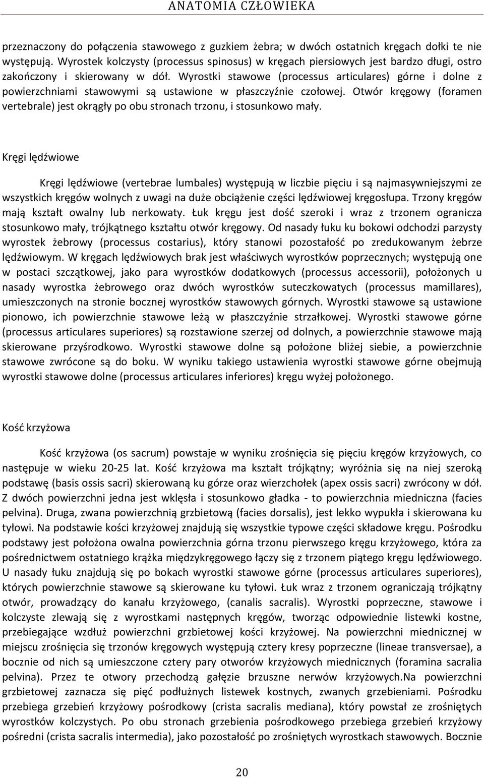 Wyrostki stawowe (processus articulares) górne i dolne z powierzchniami stawowymi są ustawione w płaszczyźnie czołowej.