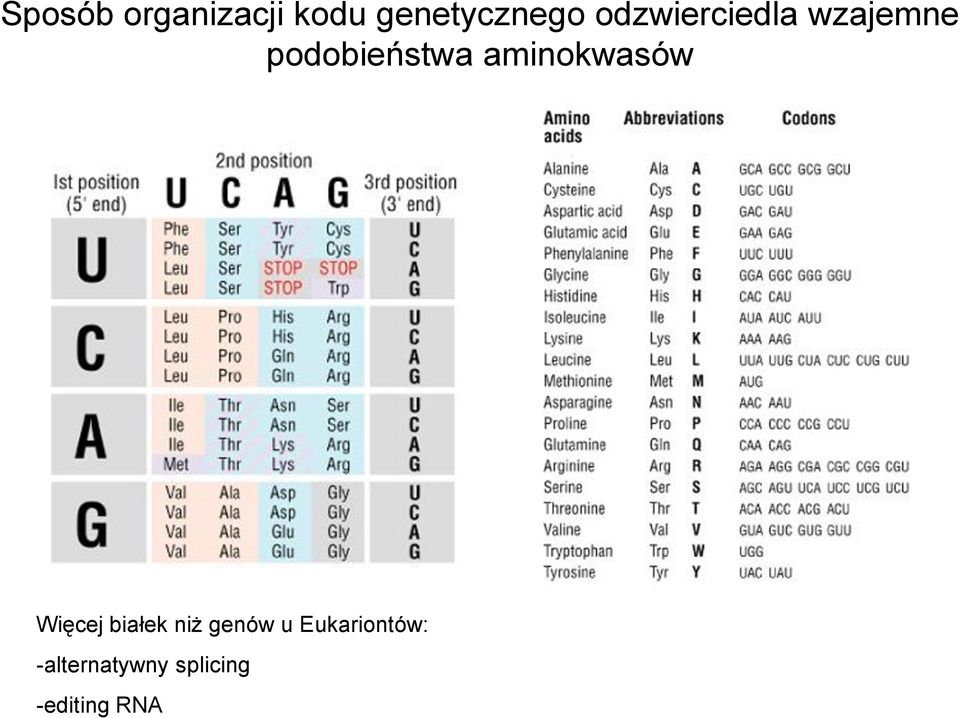 aminokwasów Więcej białek niż genów u