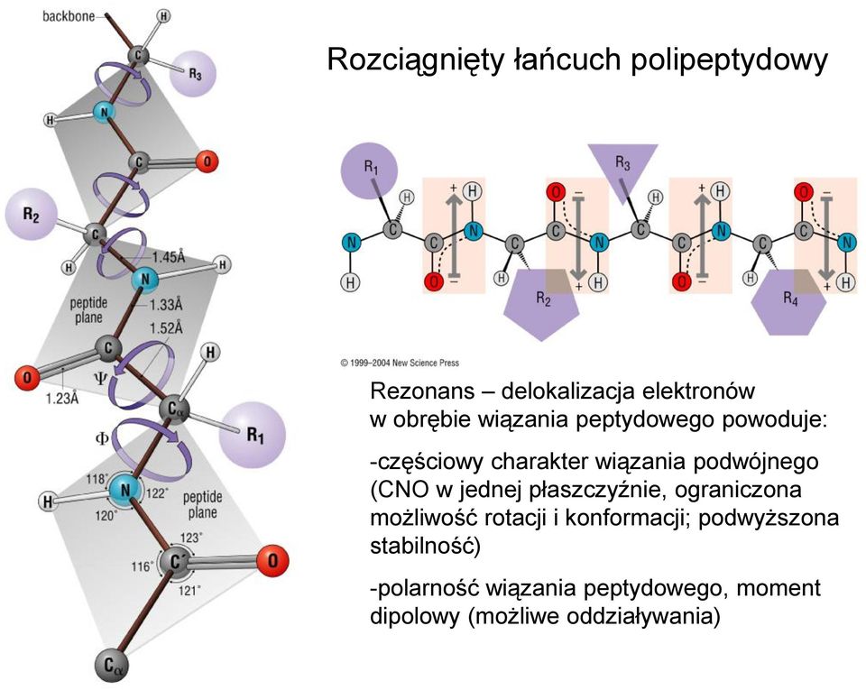 jednej płaszczyźnie, ograniczona możliwość rotacji i konformacji; podwyższona