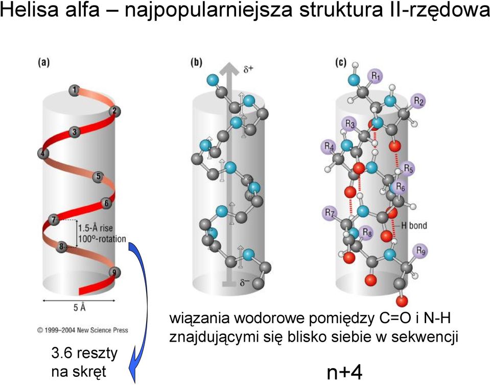 6 reszty na skręt wiązania wodorowe