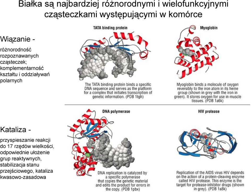 oddziaływań polarnych Kataliza - przyspieszanie reakcji do 17 rzędów wielkości,