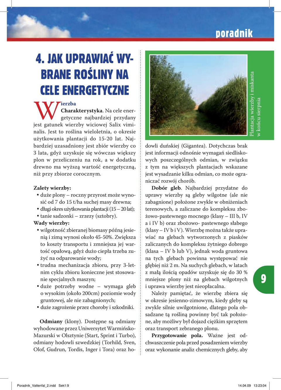 Najbardziej uzasadniony jest zbiór wierzby co 3 lata, gdyż uzyskuje się wówczas większy plon w przeliczeniu na rok, a w dodatku drewno ma wyższą wartość energetyczną, niż przy zbiorze corocznym.