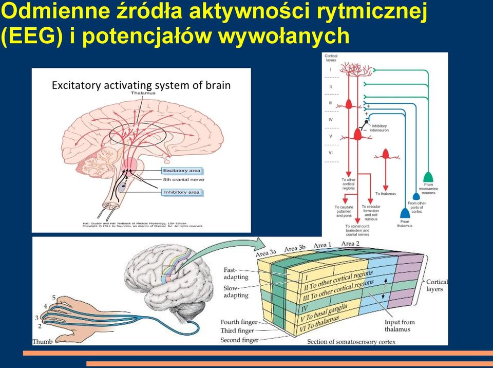 rytmicznej (EEG)