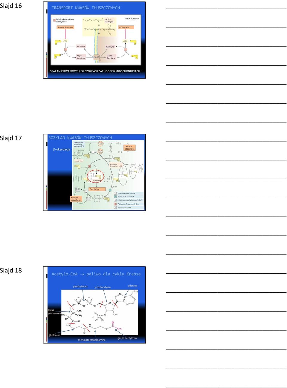 Slajd 17 ROZKŁAD KWASÓW TŁUSZCZOWYCH -oksydacja Flawoproteina przenosząca elektrony (EFT) Acylo-CoA Łańcuch oddechowy Acylo-CoA (n-2 atomy węgla) Acetylo-CoA Łańcuch