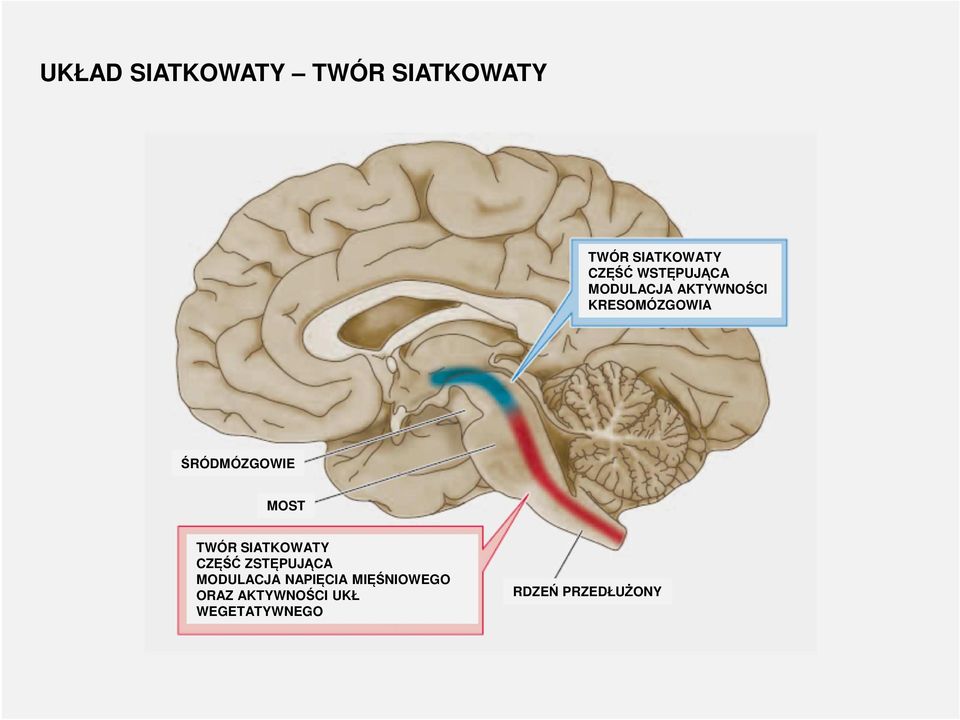 MOST TWÓR SIATKOWATY CZĘŚĆ ZSTĘPUJĄCA MODULACJA NAPIĘCIA