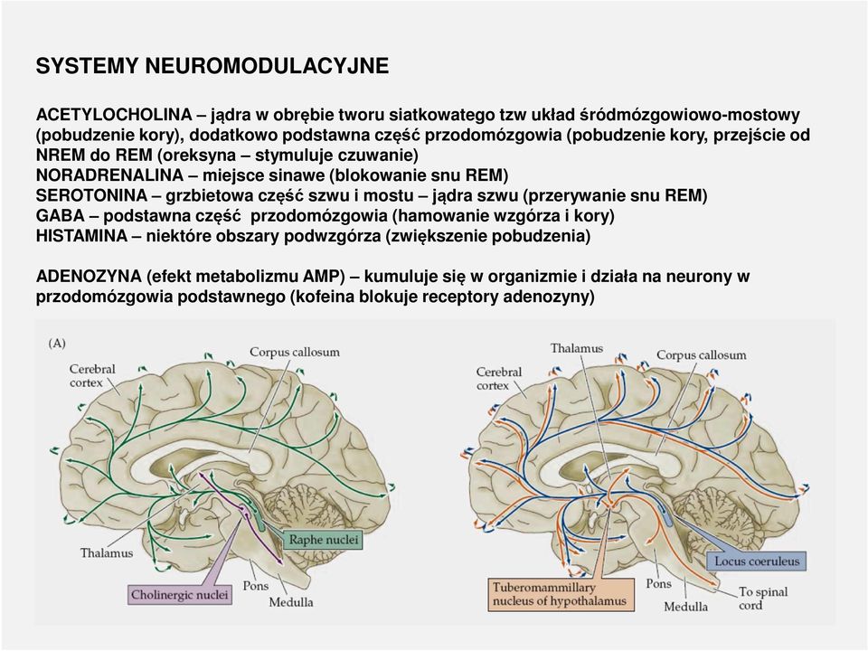 część szwu i mostu jądra szwu (przerywanie snu REM) GABA podstawna część przodomózgowia (hamowanie wzgórza i kory) HISTAMINA niektóre obszary podwzgórza