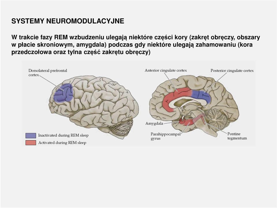 płacie skroniowym, amygdala) podczas gdy niektóre ulegają