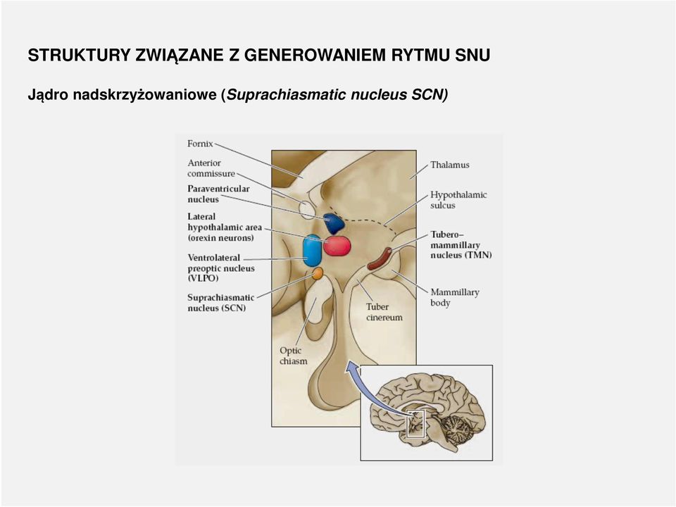 Jądro nadskrzyżowaniowe