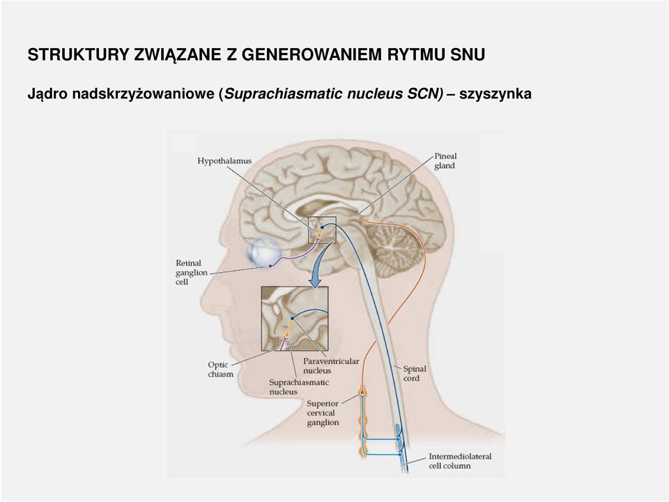 Jądro nadskrzyżowaniowe