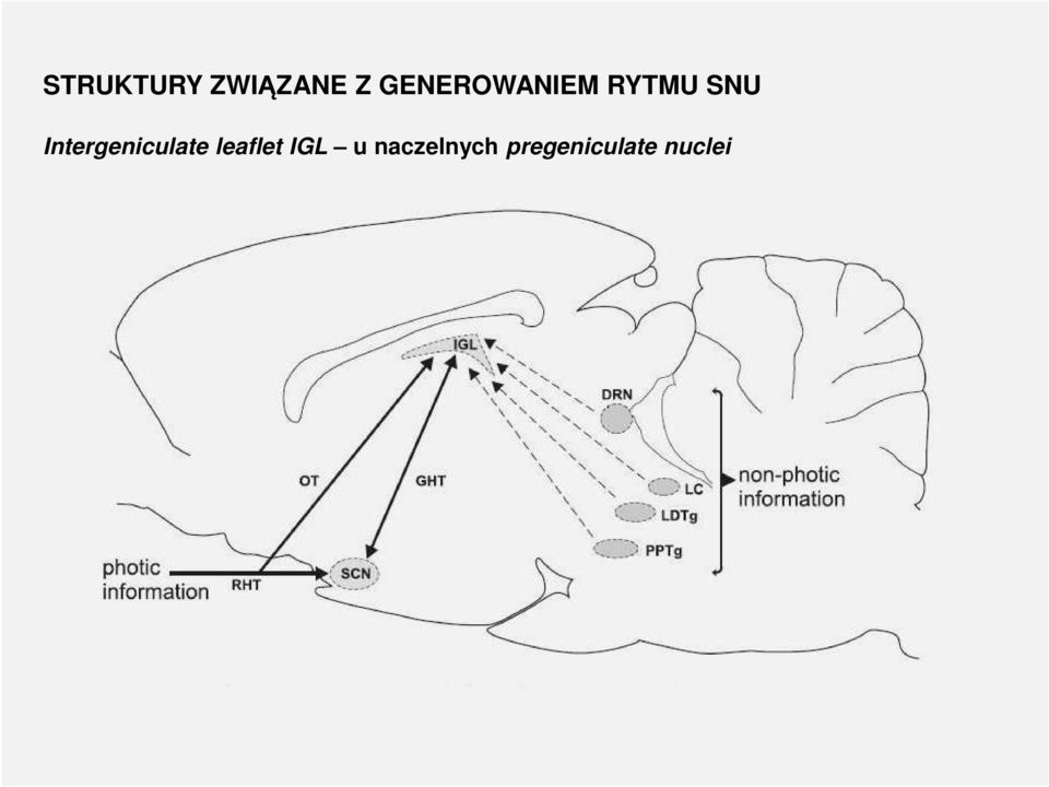 Intergeniculate leaflet