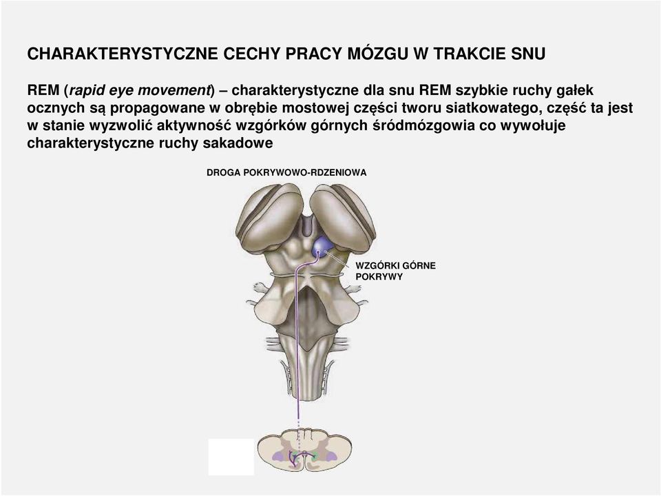 mostowej części tworu siatkowatego, część ta jest w stanie wyzwolić aktywność wzgórków