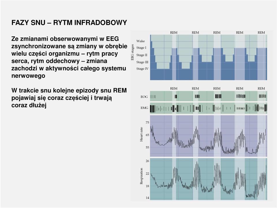 serca, rytm oddechowy zmiana zachodzi w aktywności całego systemu