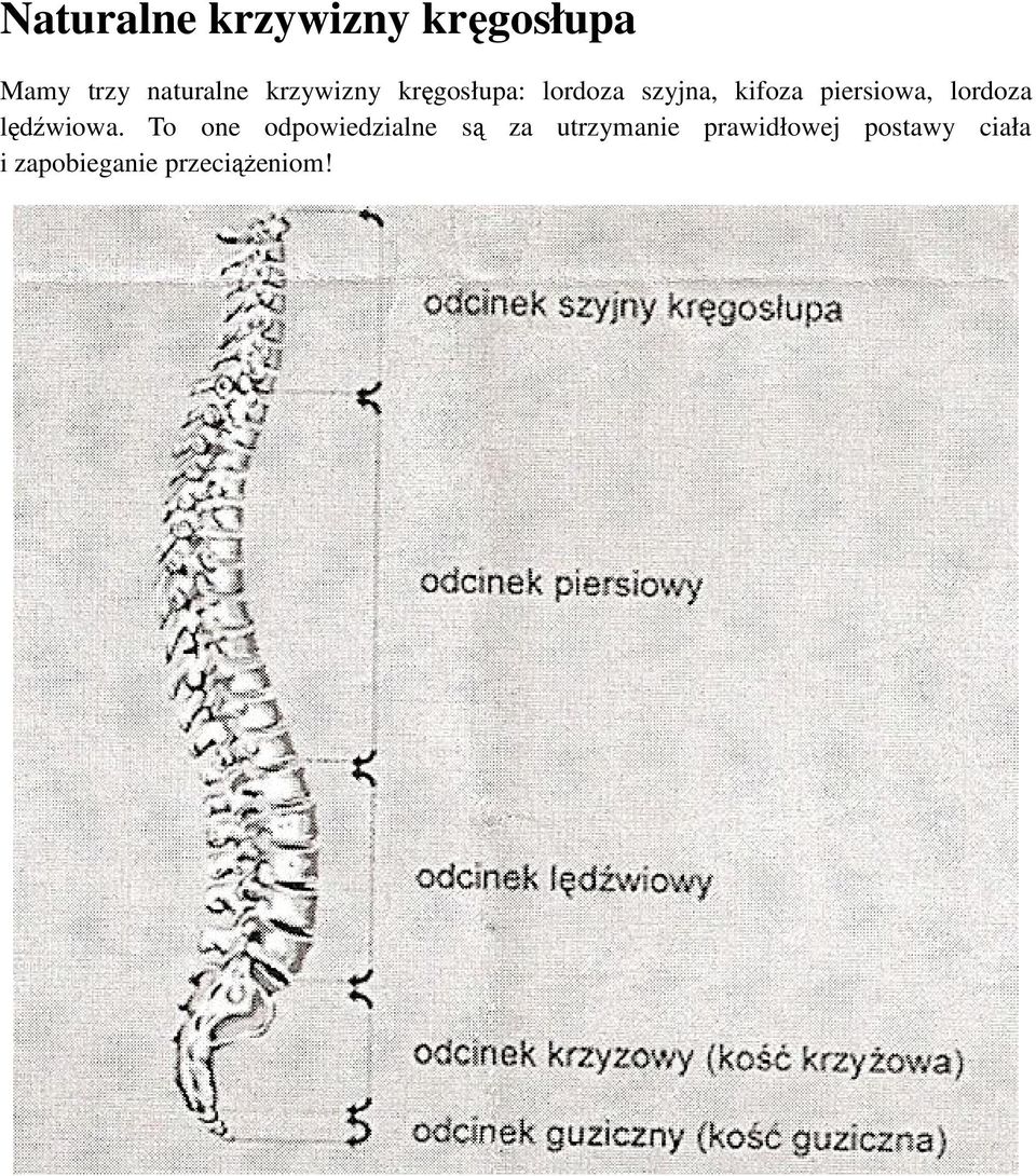 piersiowa, lordoza lędźwiowa.