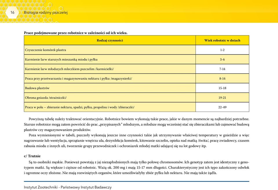 przetwarzaniu i magazynowaniu nektaru i pyłku /magazynierki/ 8-14 Budowa plastrów 15-18 Obrona gniazda /strażniczki/ 19-21 Praca w polu zbieranie nektaru, spadzi, pyłku, propolisu i wody /zbieraczki/