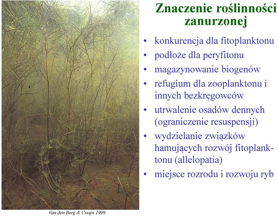 utrwalenie osadów dennych (ograniczenie resuspensji) wydzielanie związków
