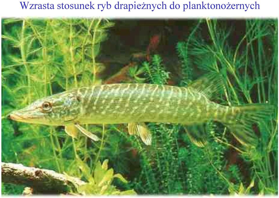 drapieżnych